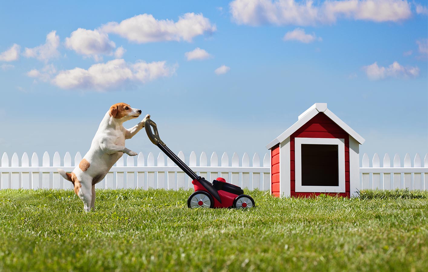 Ein kleiner Hund mäht vor einer Hundehütte aus Holz mit einem Spielzeugrasenmäher Gras